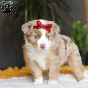 Coogee, Miniature Australian Shepherd Puppy